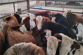 牛运当头 牛年第一牛——牛年第一天 62头西门塔尔入驻旗舰富足古镇小镇