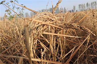 旗舰富足古酿小镇黄河水稻丰收了！