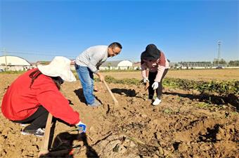 富足古酿小镇地瓜喜获丰收