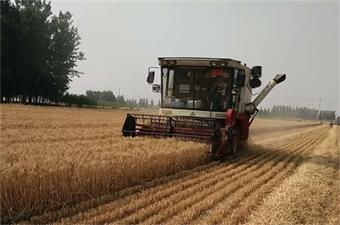 古酿小镇麦田开镰收割