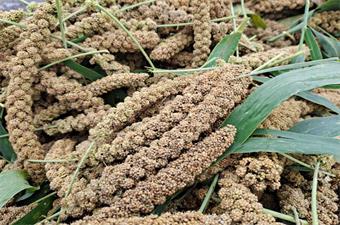 古酿小镇谷子开镰收割