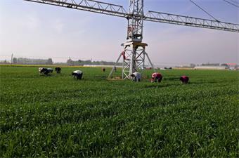 机关人员集中清理麦田杂草