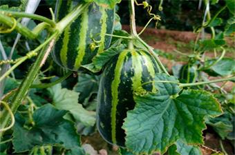 新鲜蔬果  营养健康  纯绿色无公害 直供百姓餐桌