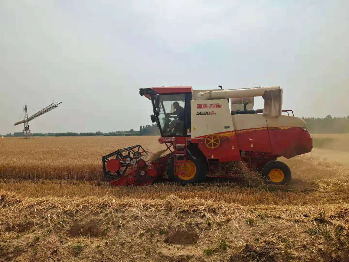 富足古酿小镇麦田开始收割!