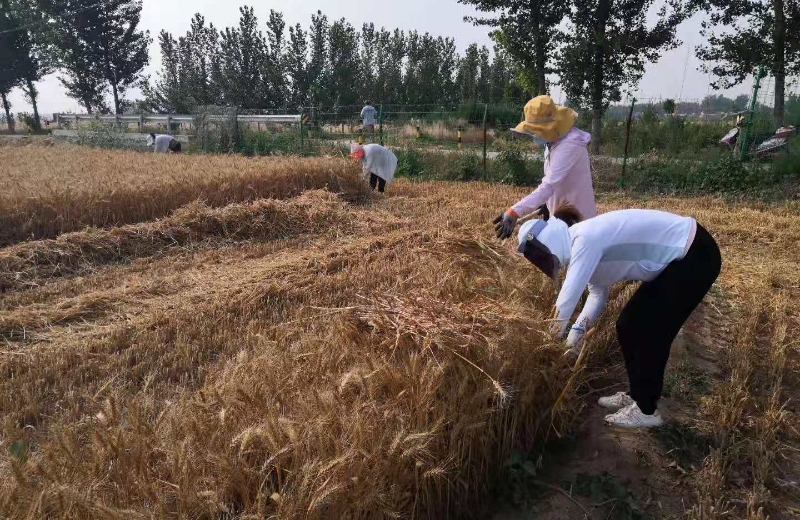 集团组织机关人员投入富足古酿小镇麦收会战