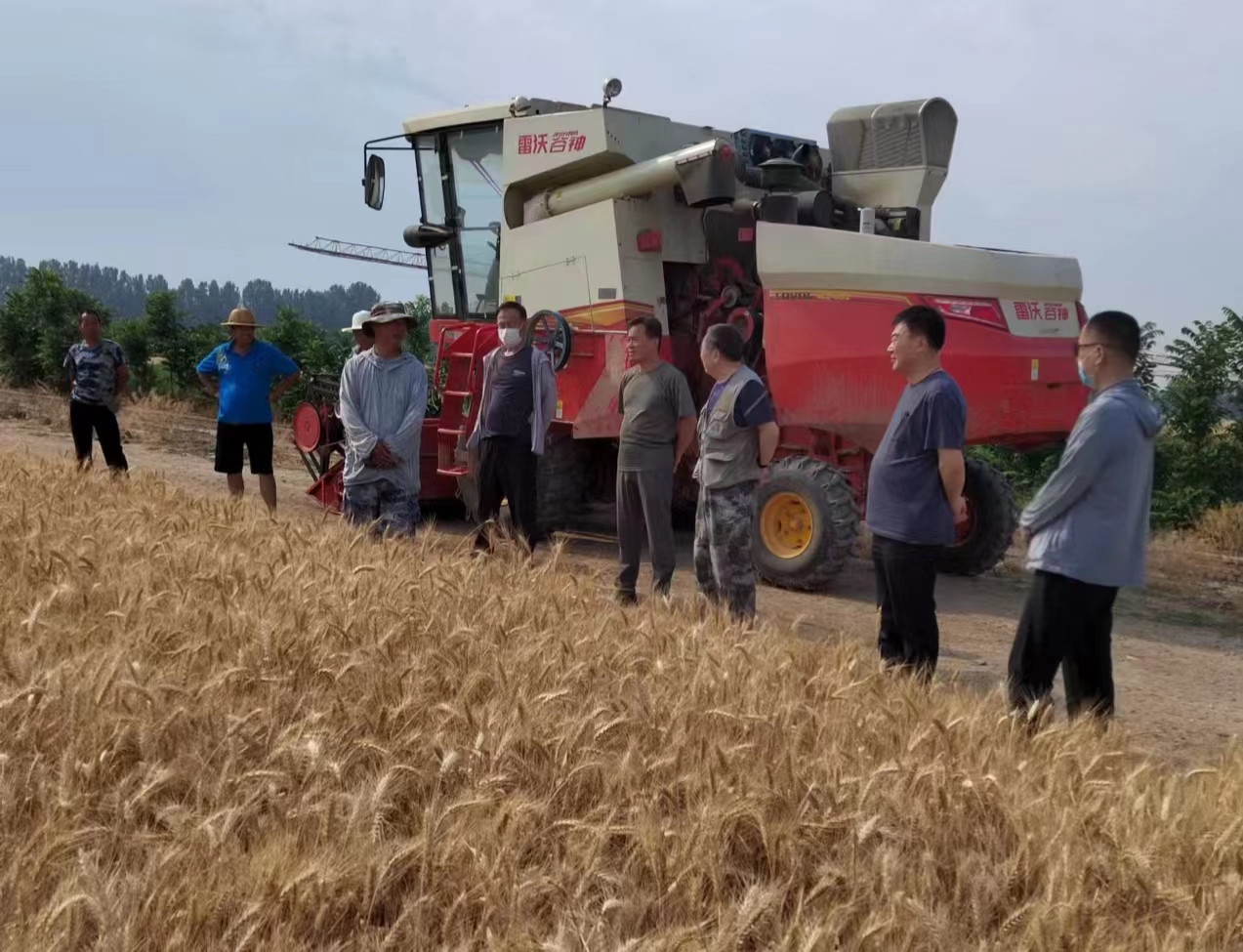 2022麦收季——古酿小镇开镰收割