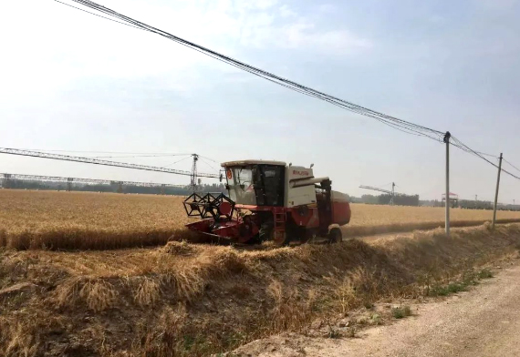 齐心协力、众志成城——古酿小镇麦收任务圆满完成！