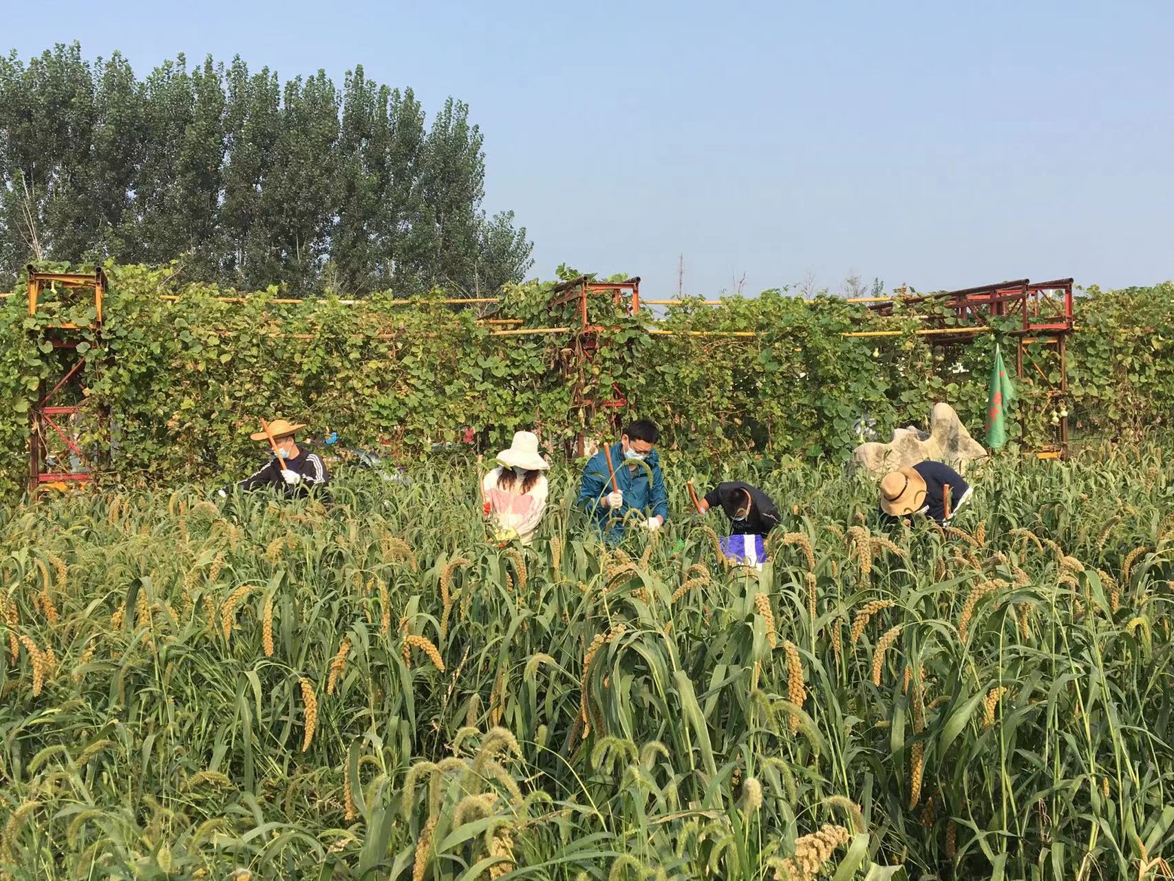 富足古酿小镇谷子收割啦！