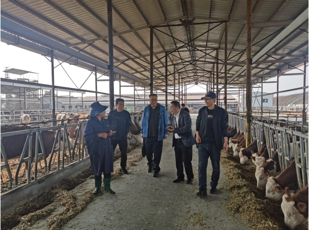 山东省畜牧协会肉牛分会秘书处一行走访协会副会长单位齐河县旗鲁生态农业有限公司